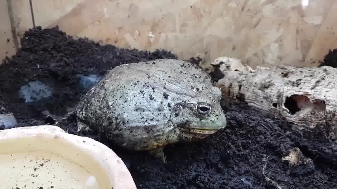 מכת צפרדע